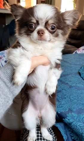 Chihuahua toy Pedigree