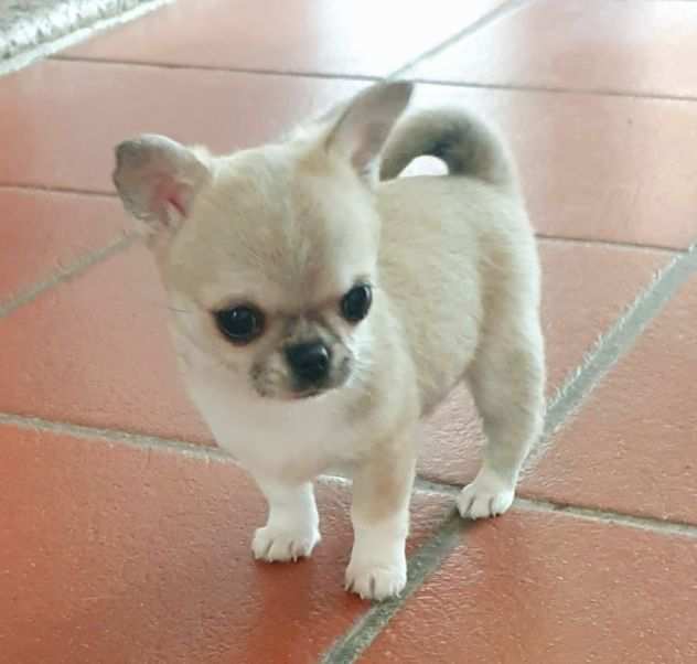 Chihuahua toy pedigree
