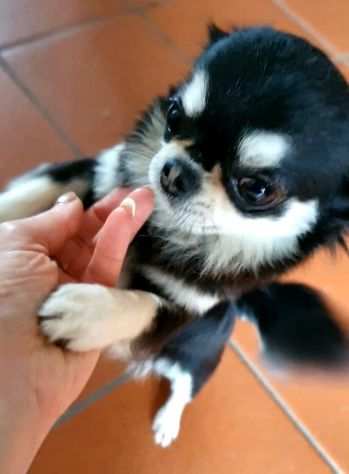Chihuahua toy Pedigree ENCI