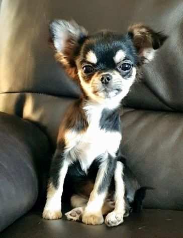 Chihuahua toy,femmina pedigree