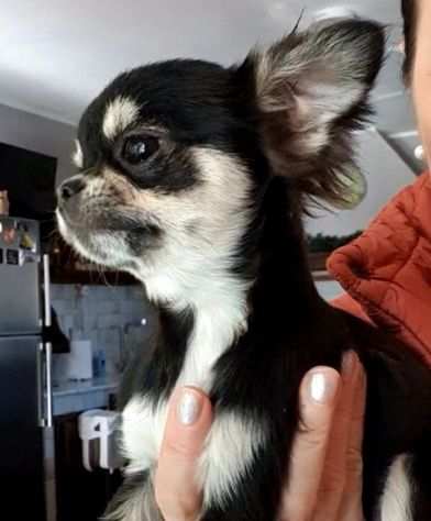 Chihuahua toy,femmina pedigree