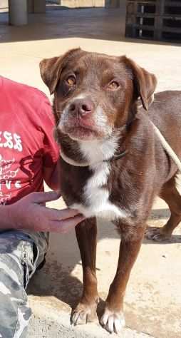 CHOCCO adorabile simil labrador in adozione