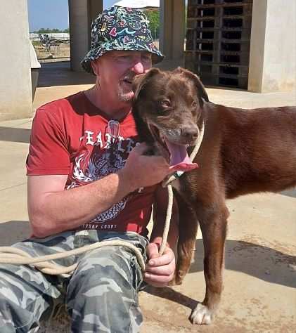 CHOCCO adorabile simil labrador in adozione