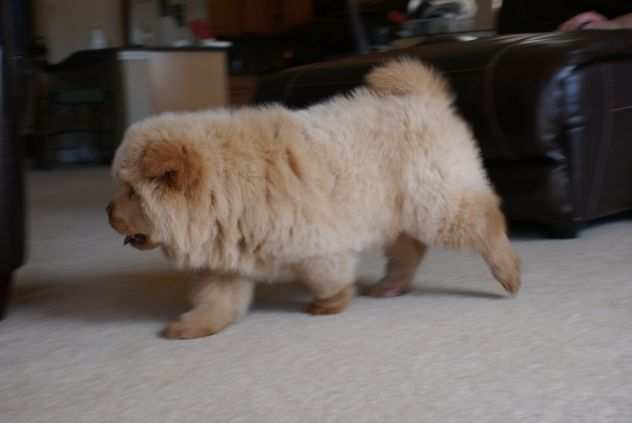 Chow Chow Cuccioli Disponibili