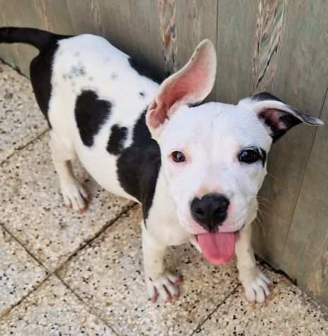 Chuck,cucciolo incrocio pittbull,in canile