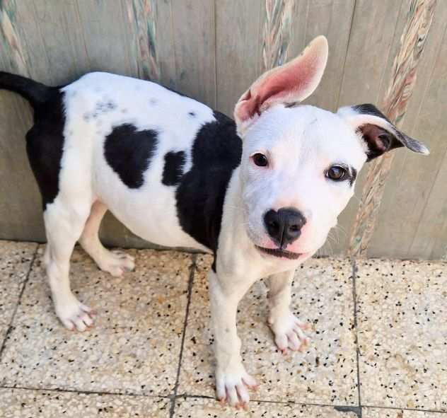 Chuck,cucciolo incrocio pittbull,in canile