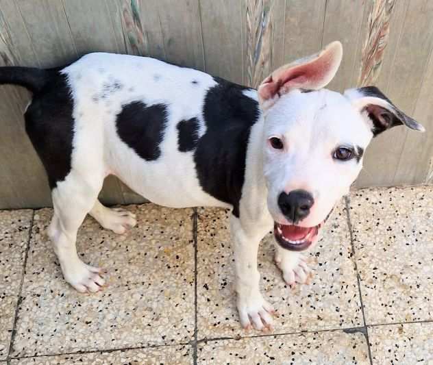 Chuck,cucciolo incrocio pittbull,in canile