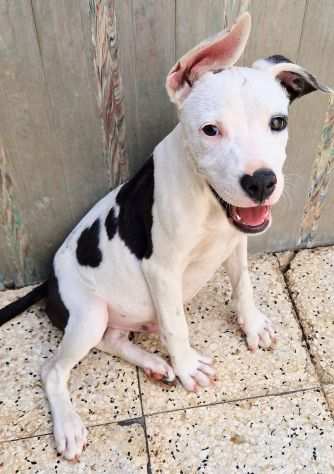 Chuck,cucciolo incrocio pittbull,in canile