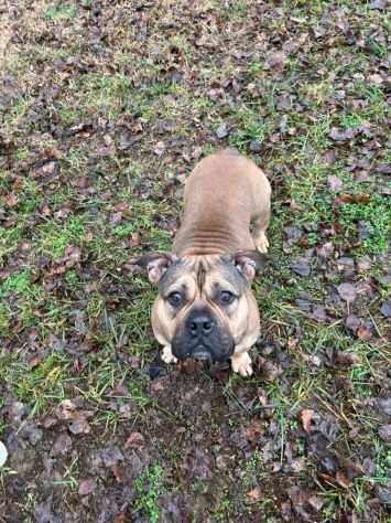 CICCIA, giovane American Bully femmina in adozione