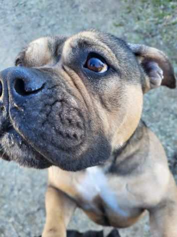 CICCIA, giovane American Bully femmina in adozione