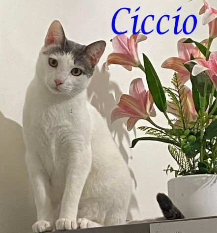 CICCIO, affettuoso micio in adozione