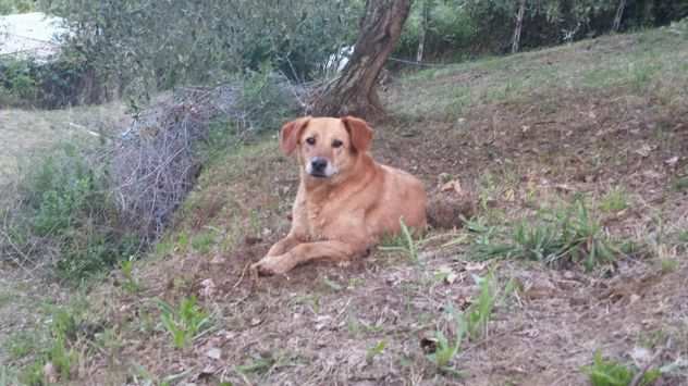 CILLY, cagnolina dolce e socievole