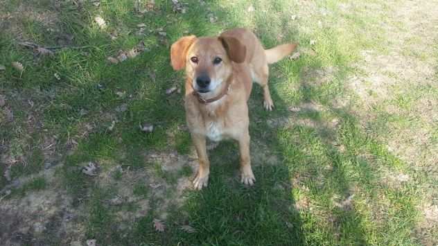 CILLY, cagnolina dolce e socievole