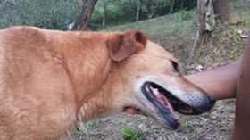 CILLY, cagnolina dolce e socievole