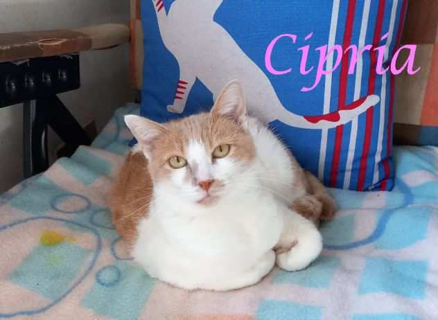 CIPRIA, dolce gatta in adozione 