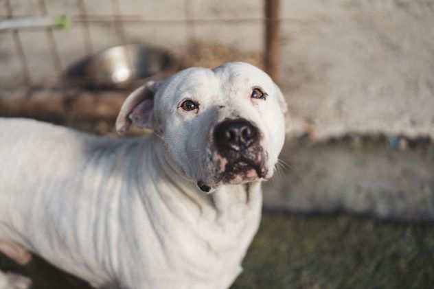 Ciro, bellissimo PITBULL tanto dolce