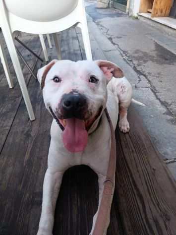 Ciro, bellissimo PITBULL tanto dolce