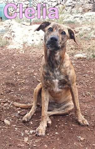 Clelia, cucciolo taglia medio piccola in adozione