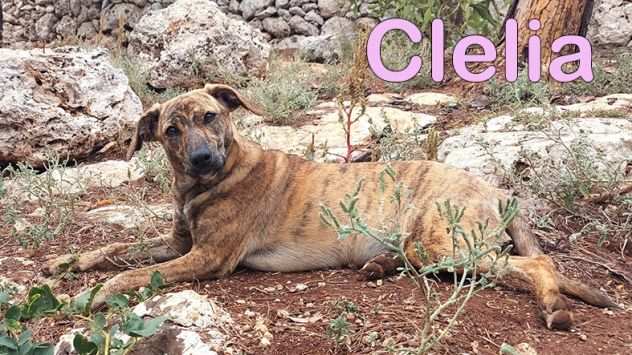 Clelia, cucciolo taglia medio piccola in adozione