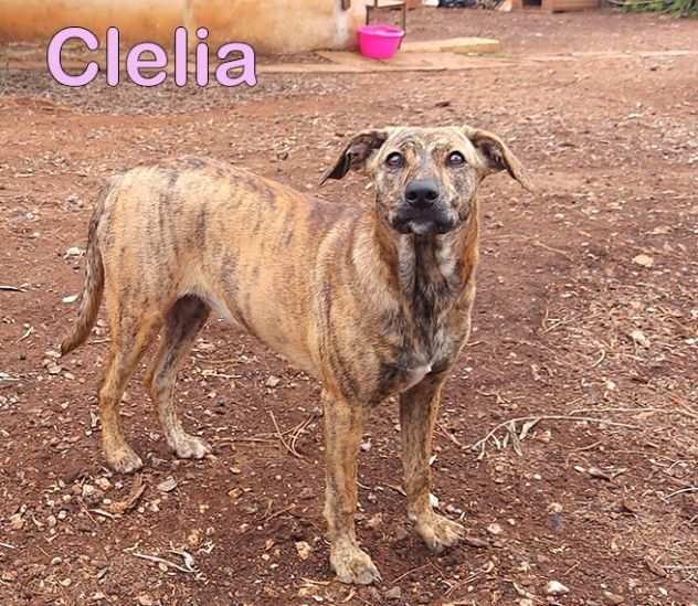 Clelia, cucciolo taglia medio piccola in adozione