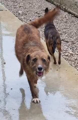 Cloe , Clio , Mercedes e Sierra