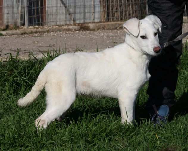 Cloud 4 mesi egrave si trova in canile, egrave un mix labrador abbandonato con i fratellin