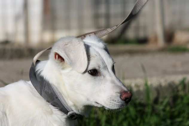 Cloud 4 mesi egrave si trova in canile, egrave un mix labrador abbandonato con i fratellin