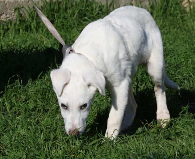 Cloud cucciolo di 4 mesi simil labrador egrave stato abbandonato ed egrave finitoin canile