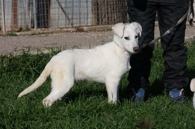 Cloud cucciolo di 4 mesi simil labrador egrave stato abbandonato ed egrave finitoin canile