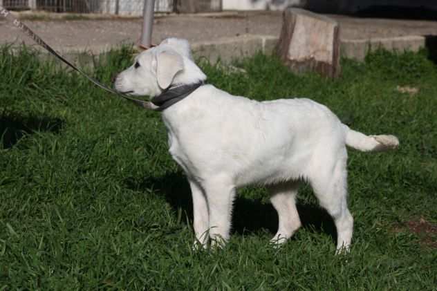 Cloud cucciolo di 4 mesi simil labrador egrave stato abbandonato ed egrave finitoin canile