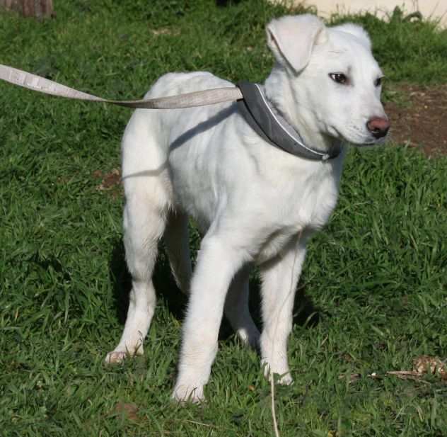 Cloud cucciolo di 4 mesi simil labrador egrave stato abbandonato ed egrave finitoin canile