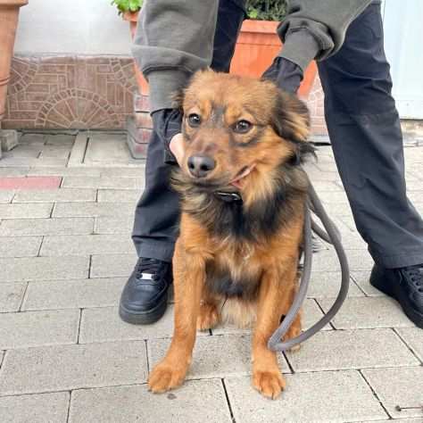 CLYDE DOLCISSIMO CAGNOLINO