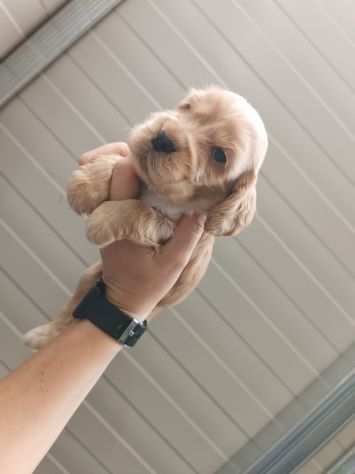 Cocker spaniel