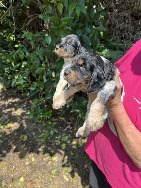 Cocker Spaniel