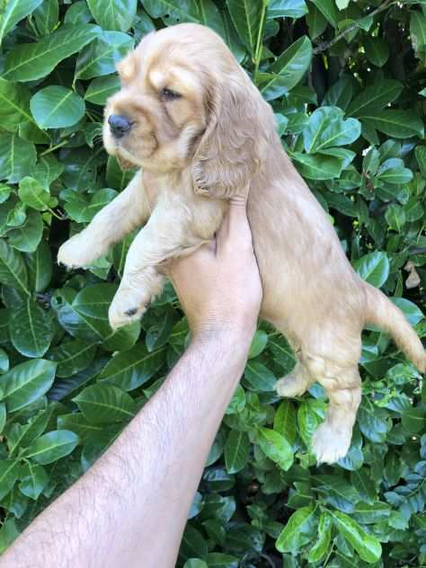 Cocker Spaniel