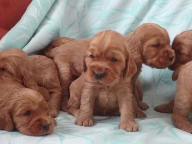 Cocker Spaniel cuccioli