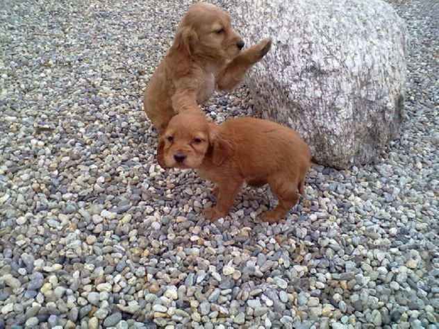 Cocker Spaniel cuccioli