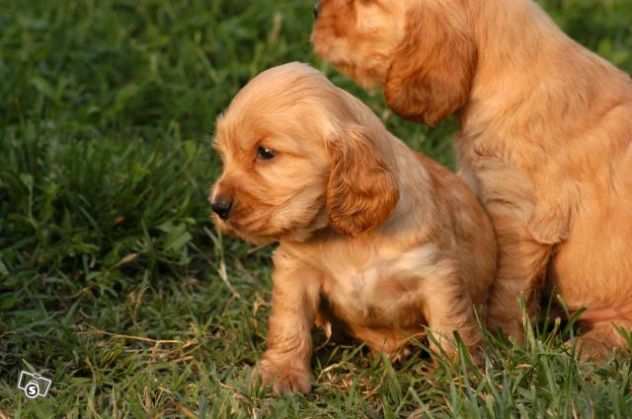 Cocker Spaniel cuccioli