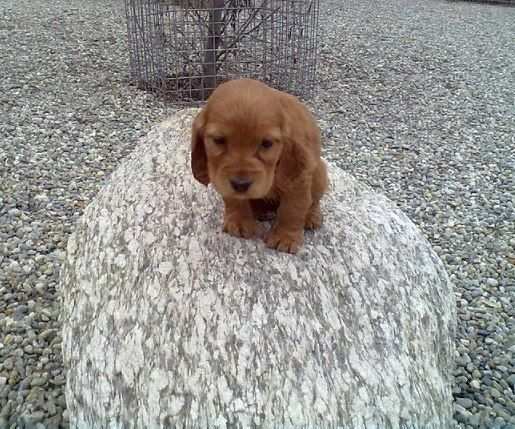 Cocker Spaniel cuccioli