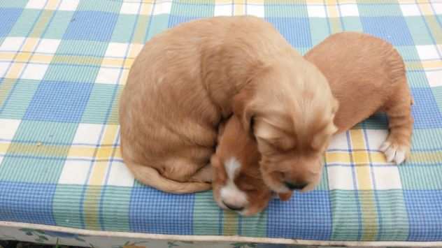 Cocker Spaniel cuccioli