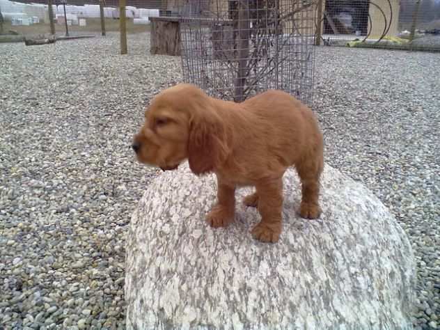 Cocker Spaniel cuccioli