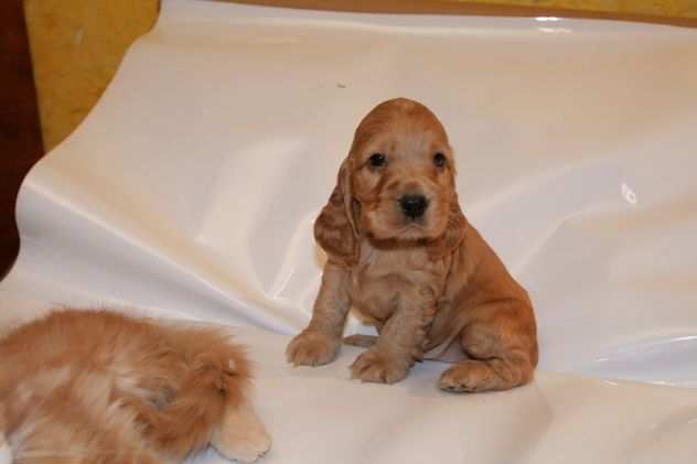 Cocker Spaniel maschietti