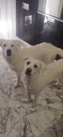Coco e Chanel cuccioli 10 mesi taglia grande