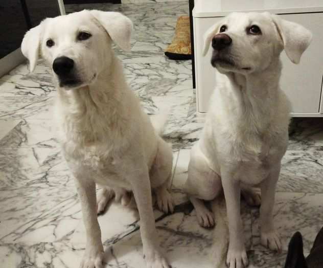 Coco e Chanel cuccioli 8 mesi taglia grande
