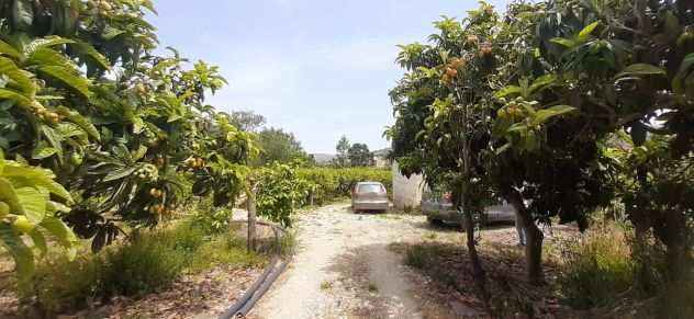 COD 019 Terreno con alberi di mandarini