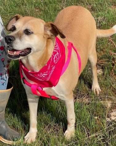 Constance la cagnolina che aspetta una famiglia