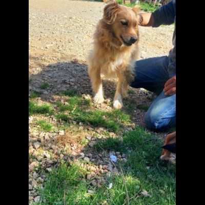 CREMINO CANE IN ADOZIONE