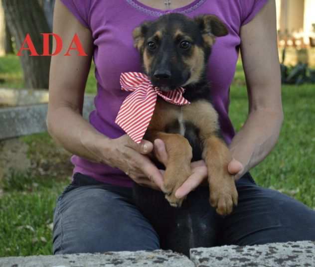 Cucciola Ada simil Pastorina in adozione