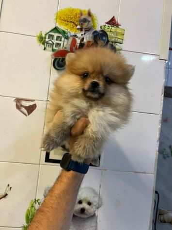 cucciola chiara volpino della pomerania nano