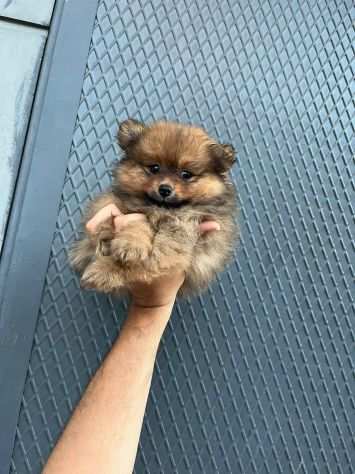 Cucciola colore fulvo di Volpino della pomerania